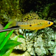 Male swordtail of a closely-related species to those used in the study. (Photo: Loury Cédric)